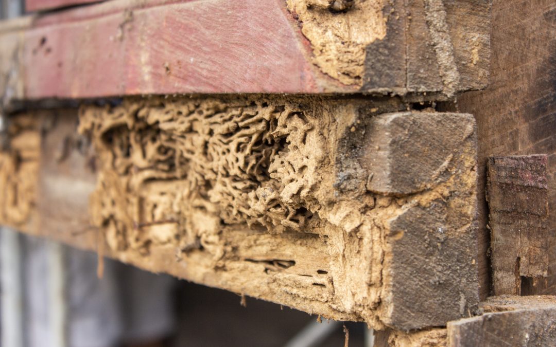 termite repairs brisbane