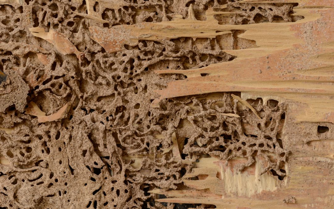 Do termites affect brick houses?